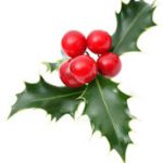 Seasons Greetings from Menzies Law - Holly with berries