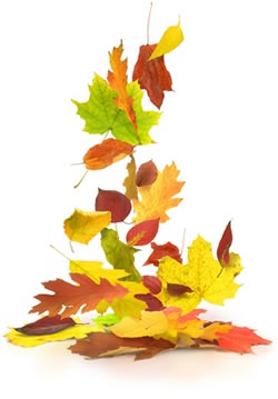 seasonal changes - falling leaves