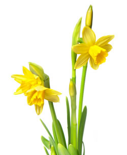 spring - daffodils